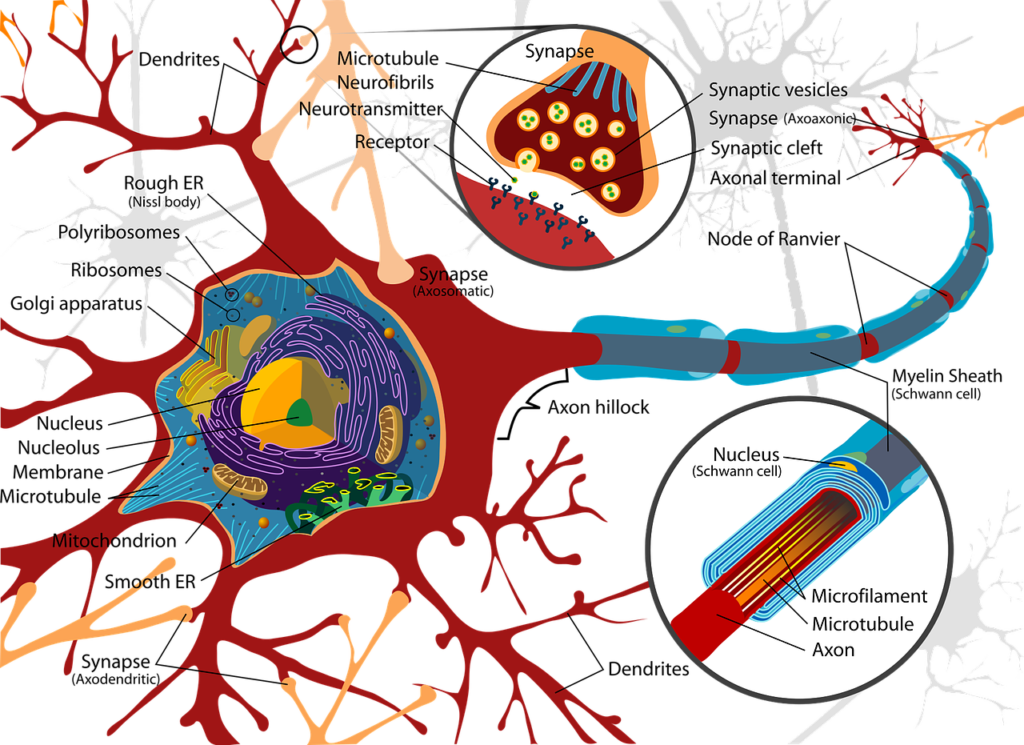 drawing, nerve cell, neurons-732830.jpg