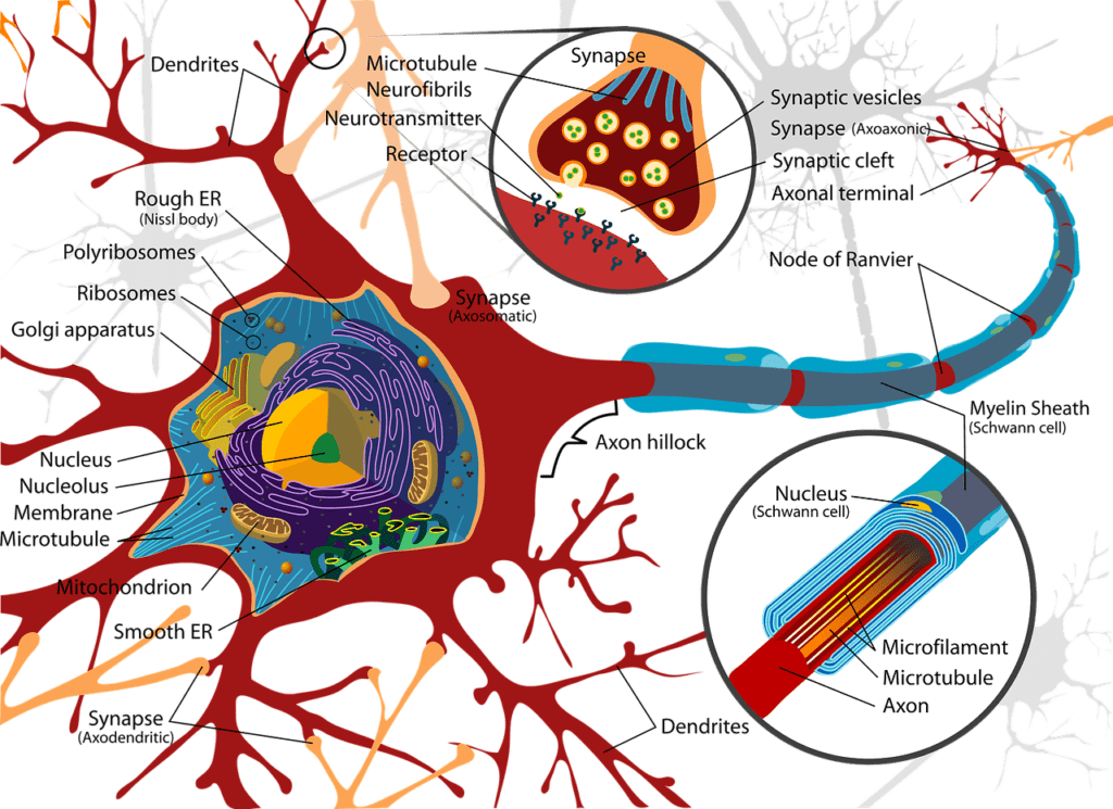 drawing, nerve cell, neurons-732830.jpg