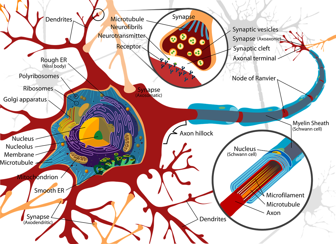 drawing, nerve cell, neurons-732830.jpg