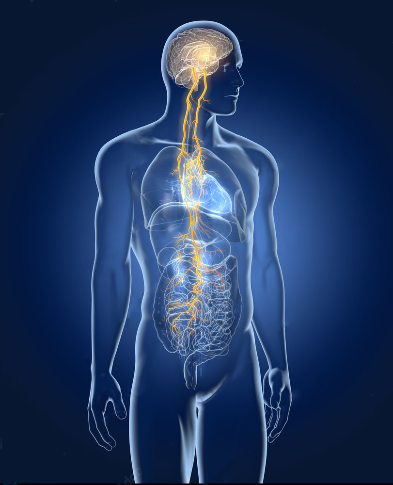 Treatment for stress and the PNS, vagus nerve. Reduce anxiety and stress with treatment at Evergreen Body Balance